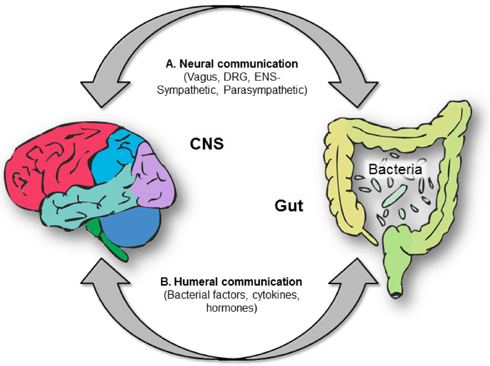 Gut Feelings: The Science Behind Your Second Brain And Gut Health